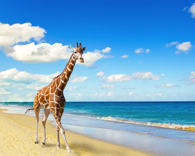 The giraffe runs on sand at seacoast 