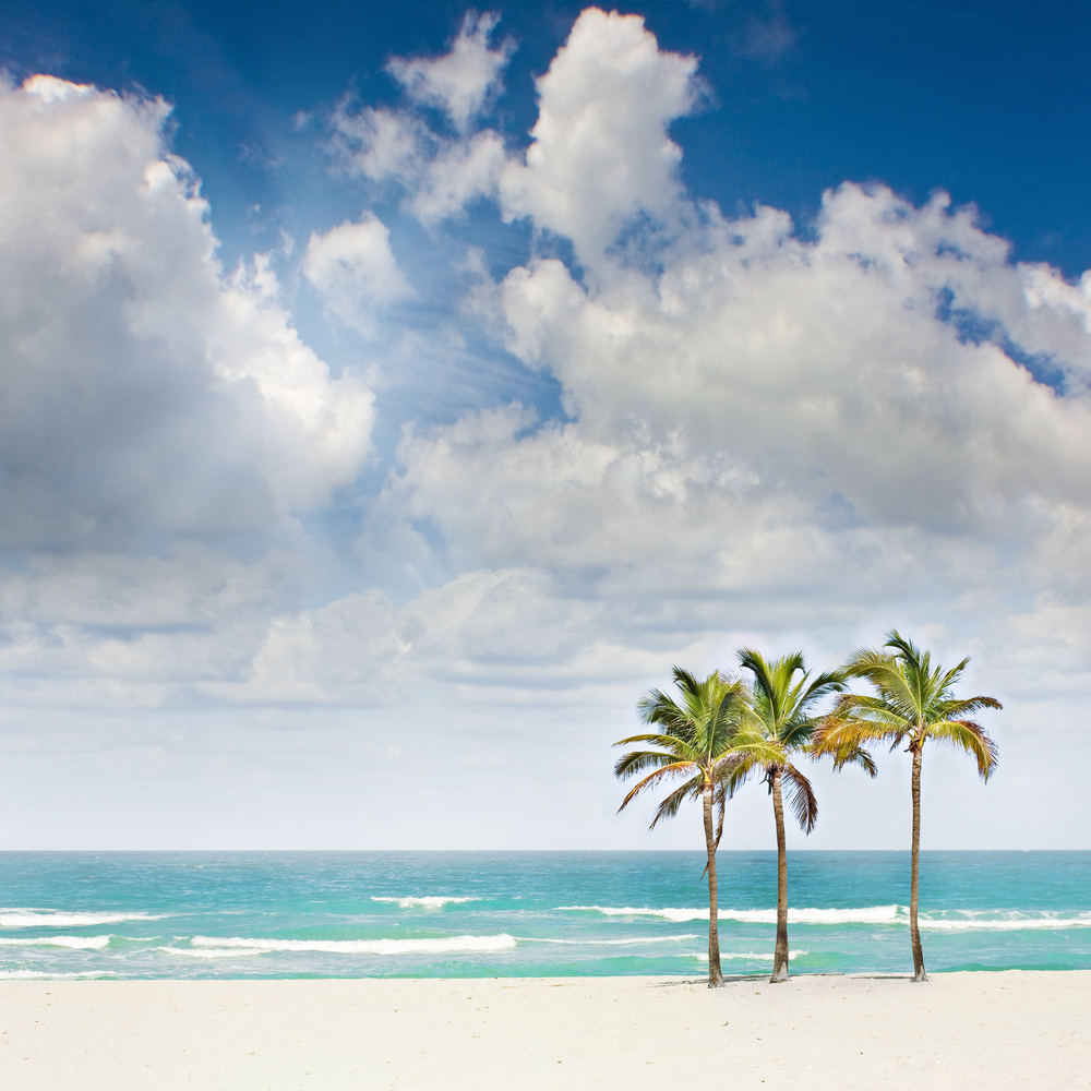 Tropical sunny beach paradise in Miami Florida with palm trees on pristine sands with blue sky and ocean in the background 