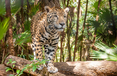 Walking Jaguar Belize 