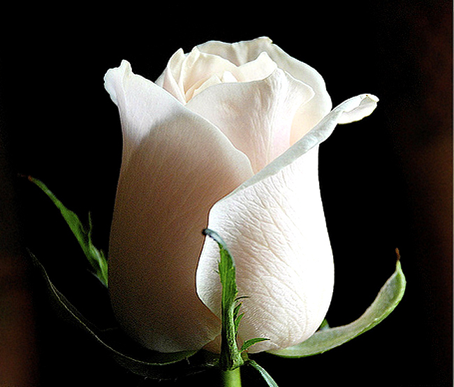 White Rose Flower New Hd Desktop Screensavers