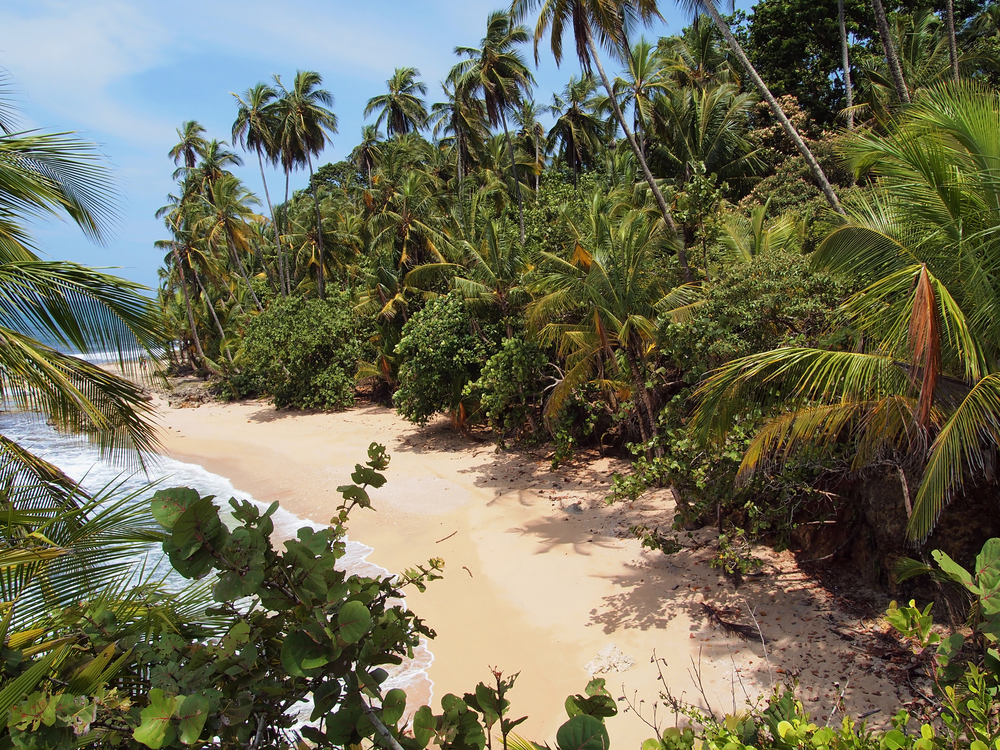 White sand beach in the shade of luxuriant vegetation