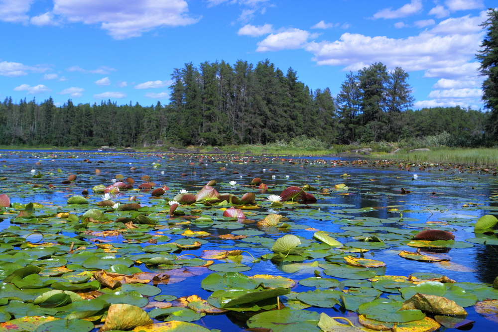 White water lilies floating in remote Minnesota lake 