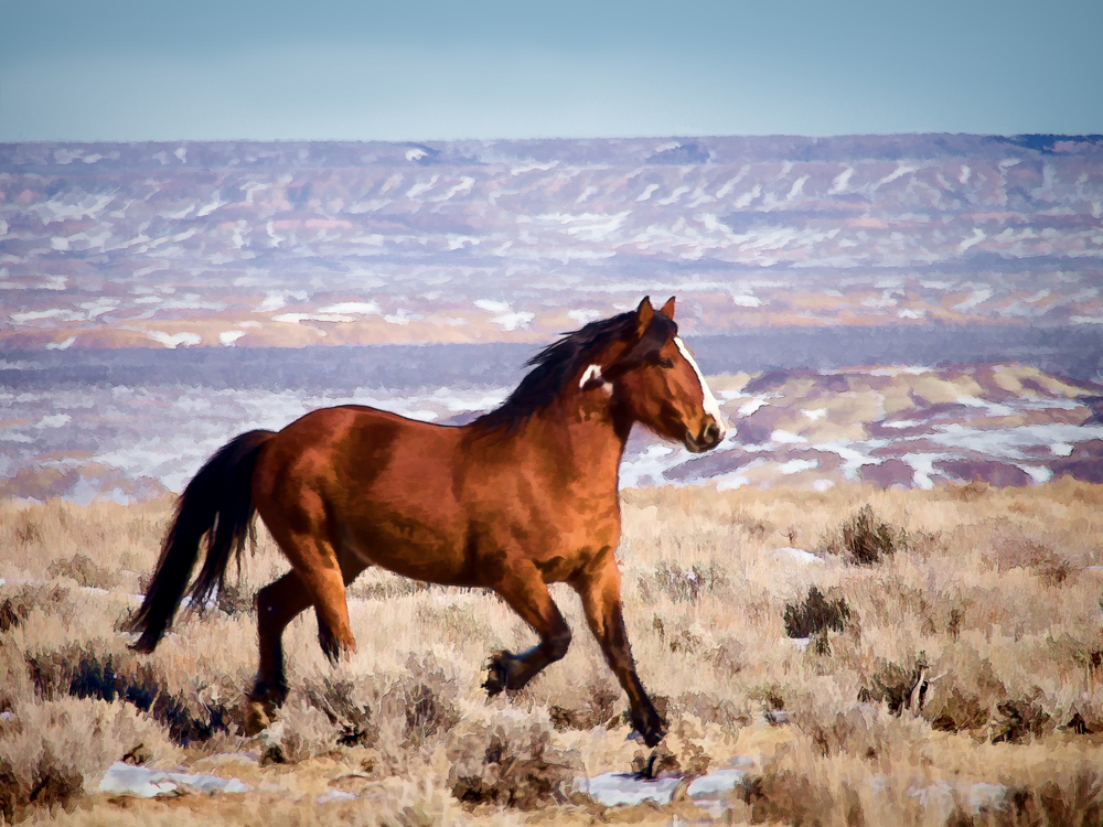 Wild Horse Stallion Digital painting created from a photo captured in January 2014 in the Sand Wash Basin HMA in Western Colorado