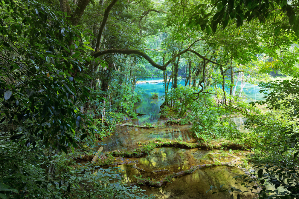Wild Mayan jungle in the national park Semuc Champey Guatemala0
