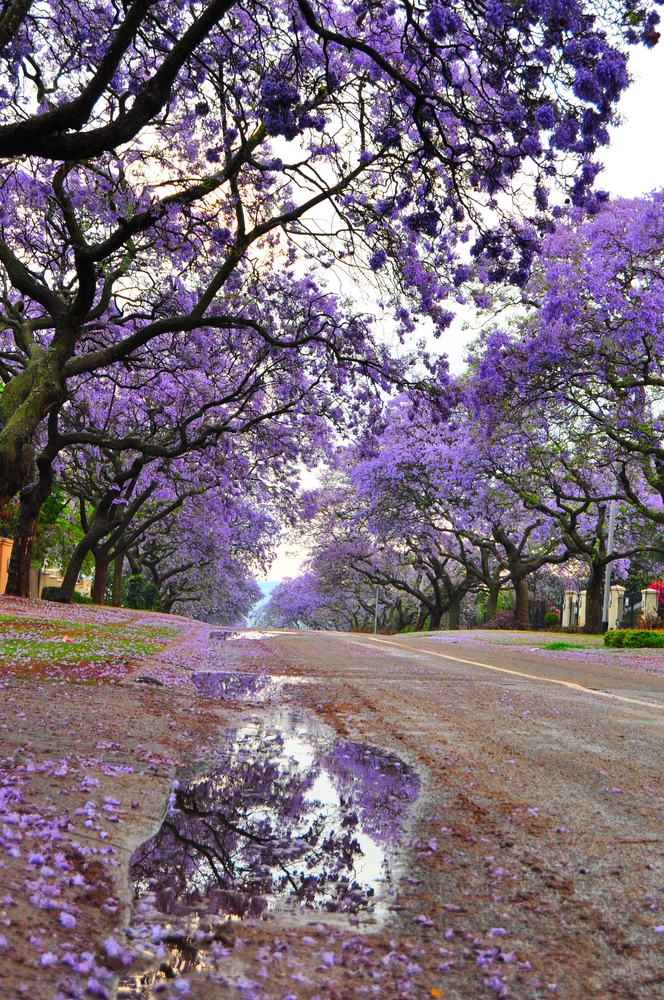 a Street After Rain Pretoria South Africa 