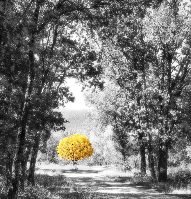 albero giallo