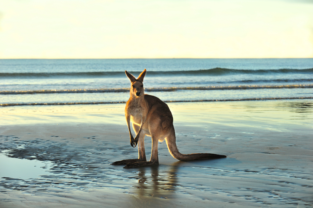 australian eastern grey kangaroo on beach cape hillsborough mackay north queensland