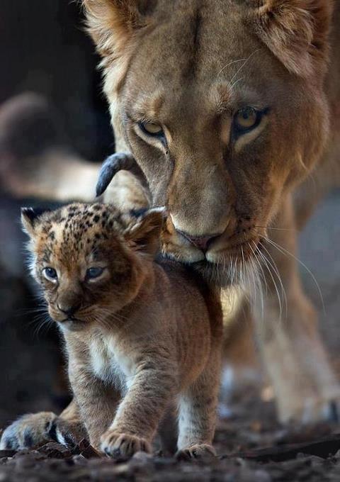cuccioli leonessa