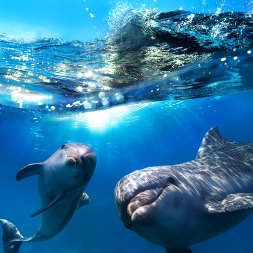 delfini hawaiii