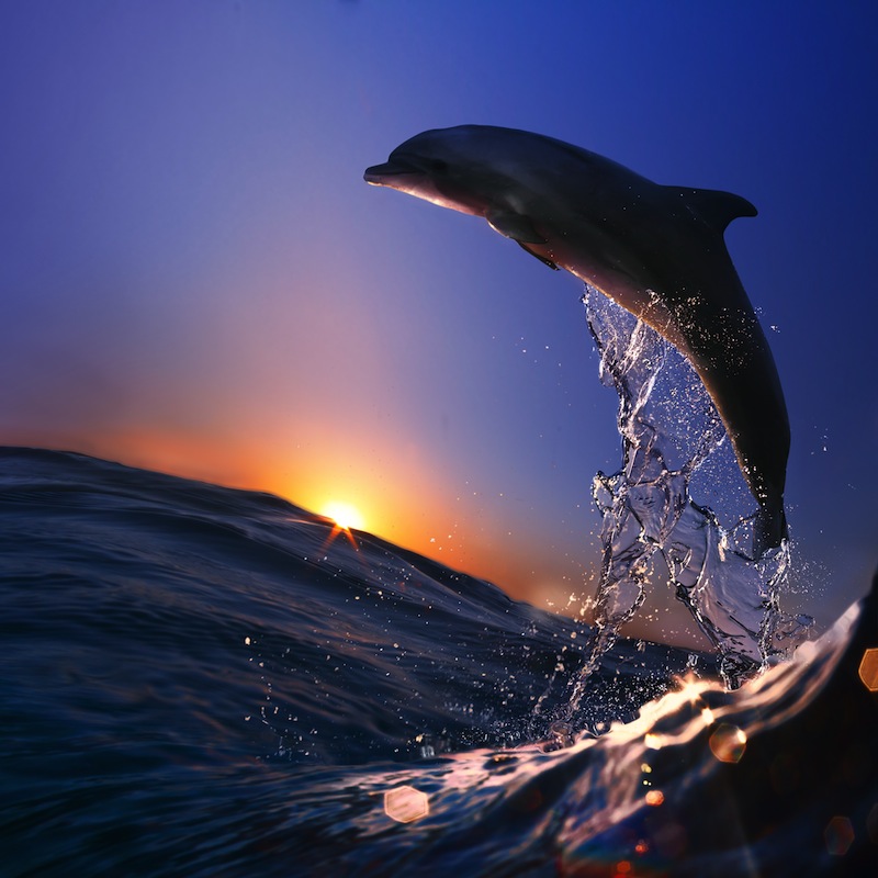 delfino azzorre