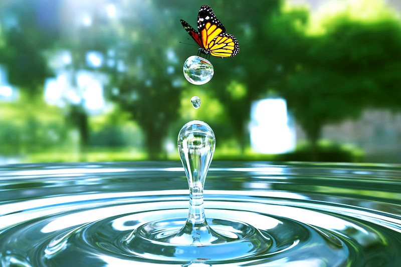 farfalla acqua