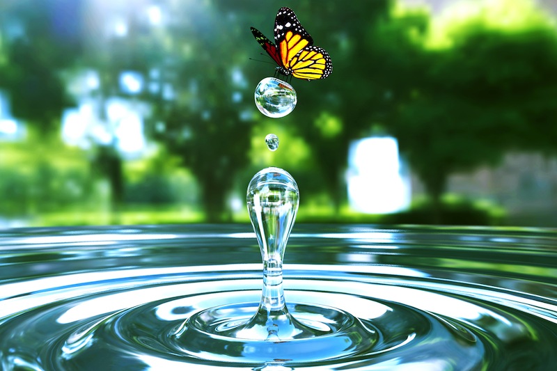 farfalla con acqua jpg