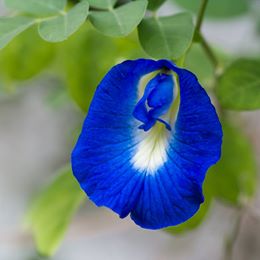 fiore riso blu_n