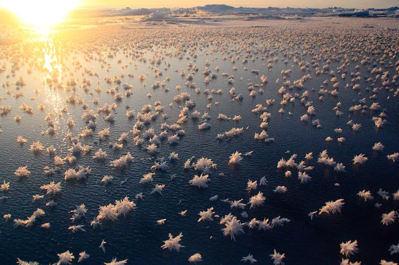 fiori di ghiaccio mar glaciale artico