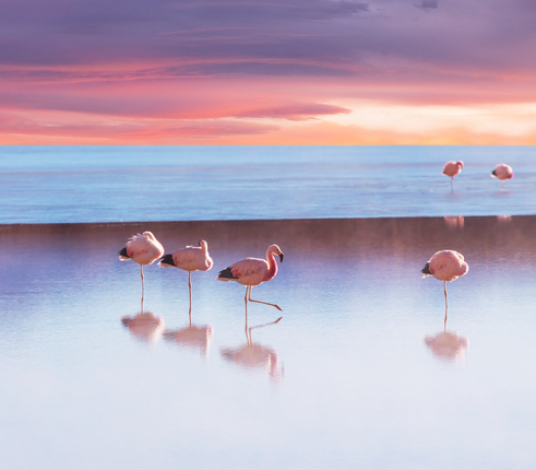 flamingo in Bolivia 
