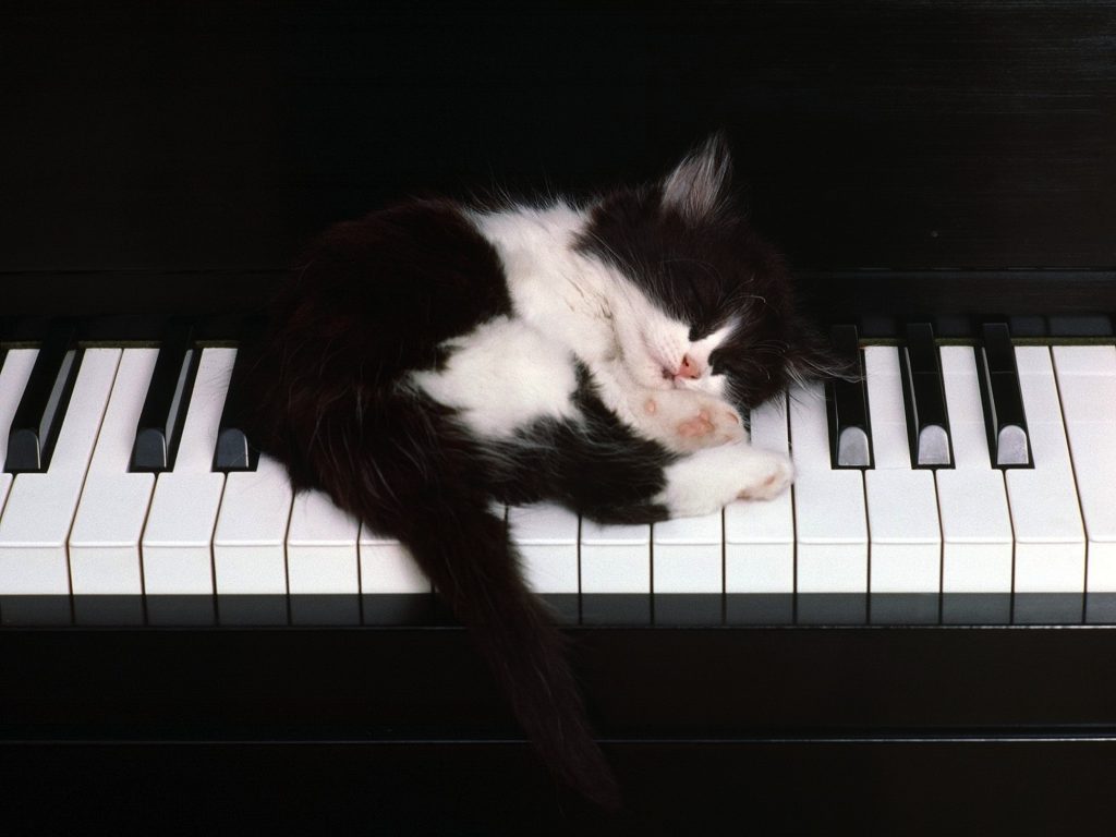 gattino dorme pianoforte