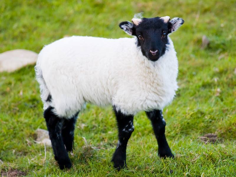 irlanda pecorella