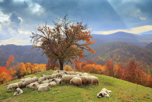 lambs in the autumn in the mountainsTransylva nia 