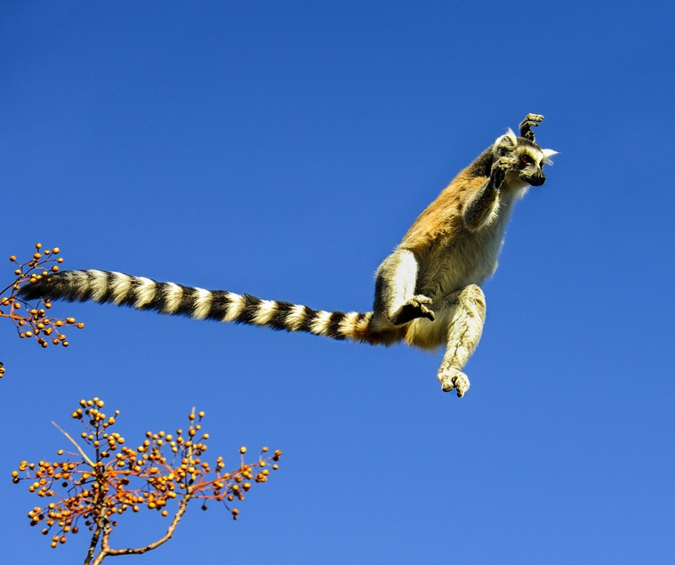 lemur catta anja madagascar 