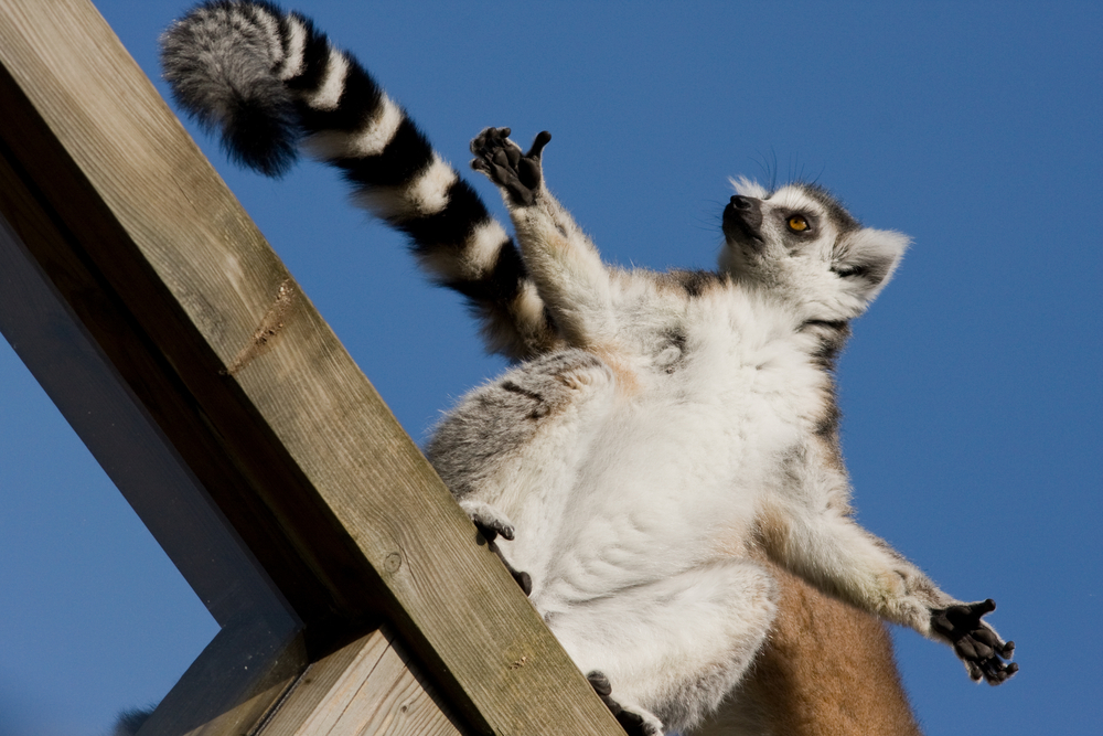 lemuri madagascar