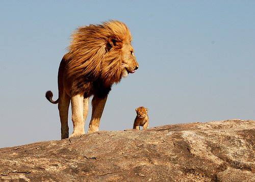 leone safari