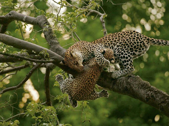 leopardi aiuto