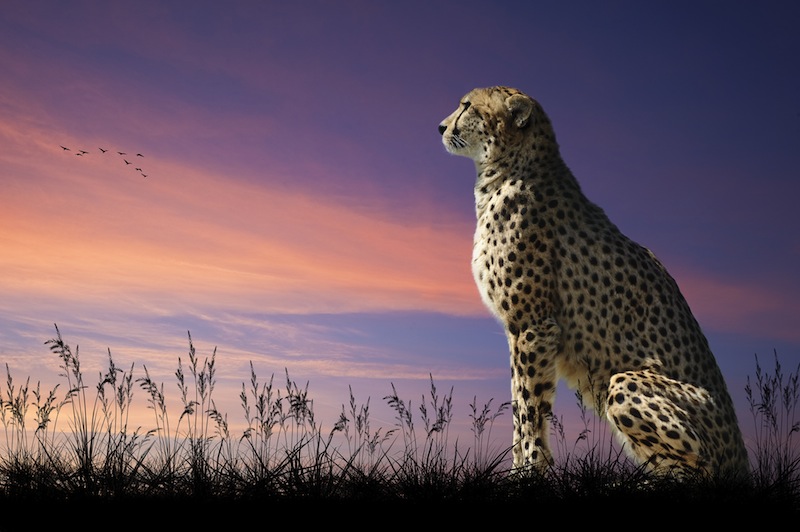 leopardo guarda savana jpg