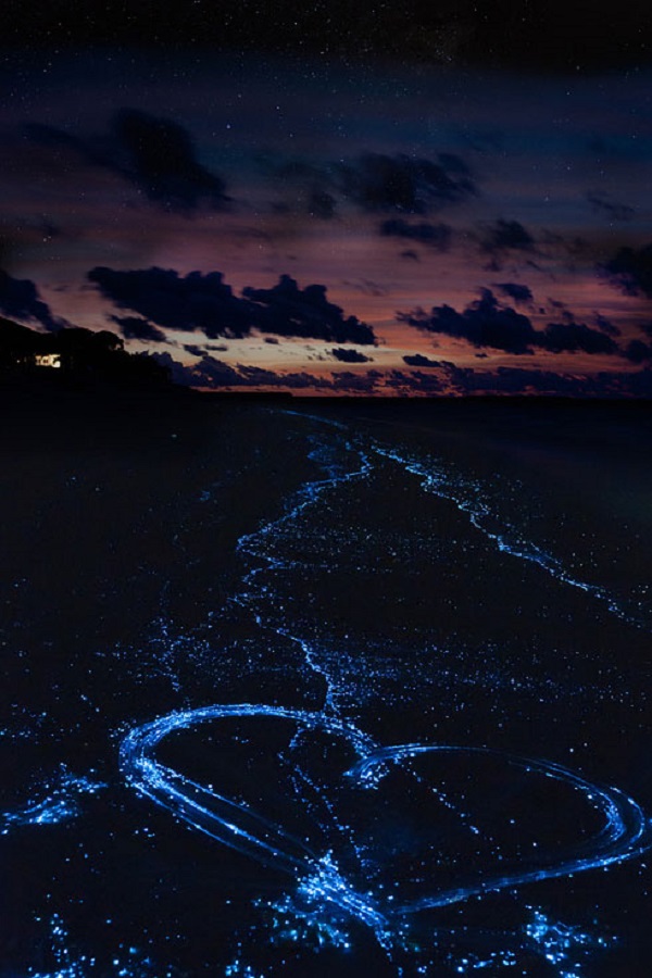 lucciole di mare maldive luminosa7