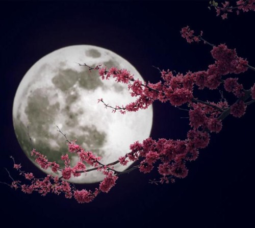 luna fiori