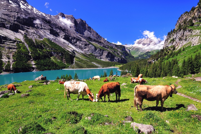 mucche svizzere
