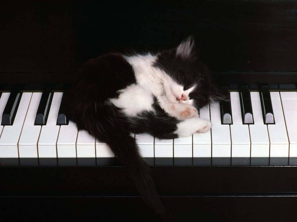 music_piano_cats_animals_keyboards_sleeping_feline_kittens_1600x1200_wallpaper_High