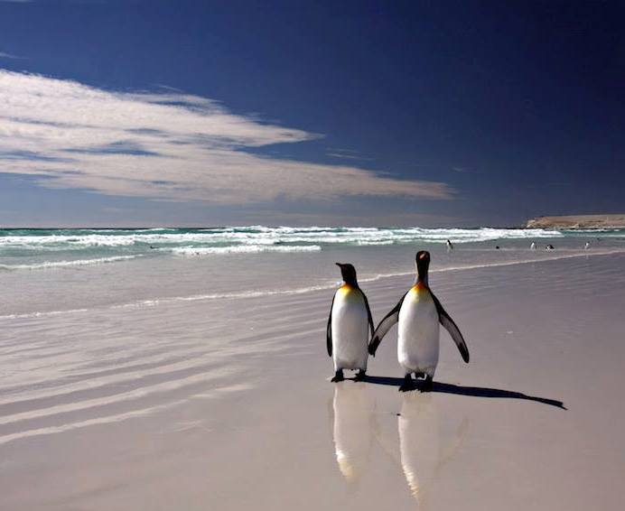 pinguini 