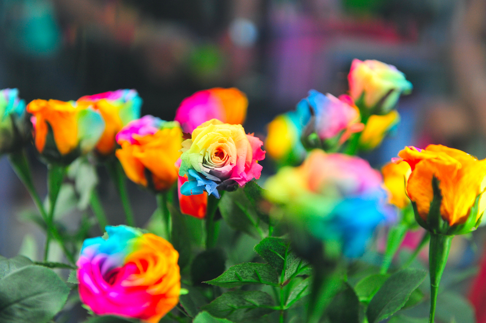 rose arcobaleno