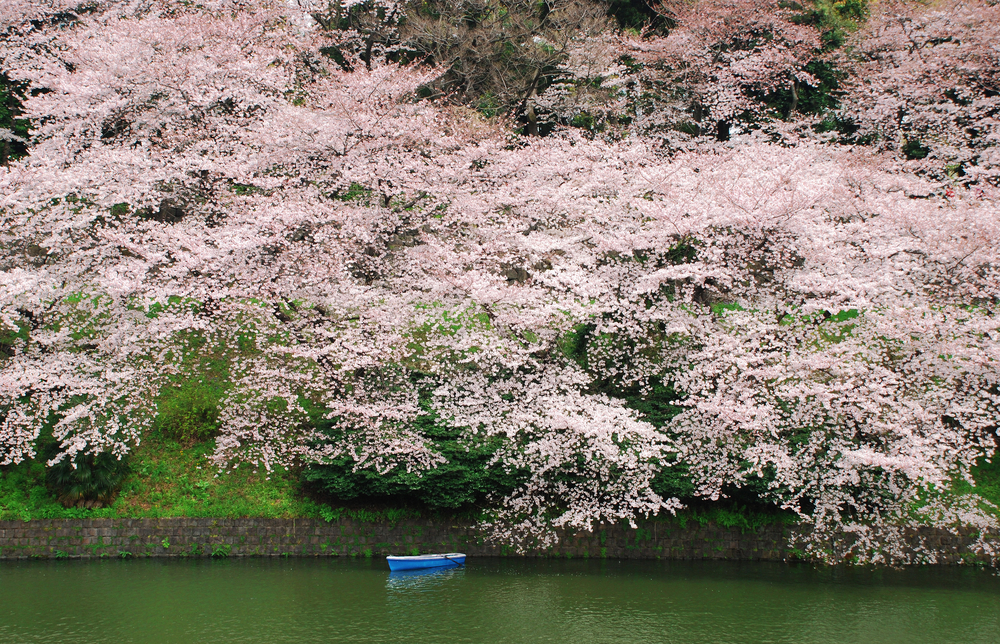 sakura view in chidorigafuchi park in japan tokyo 2