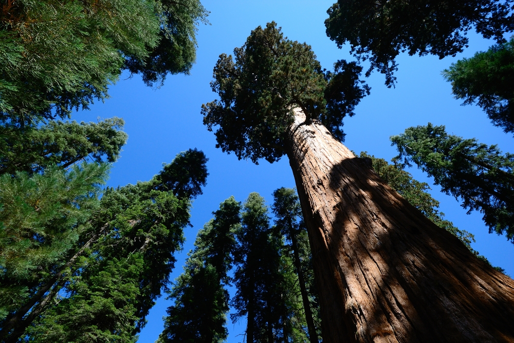sequoia yosemite
