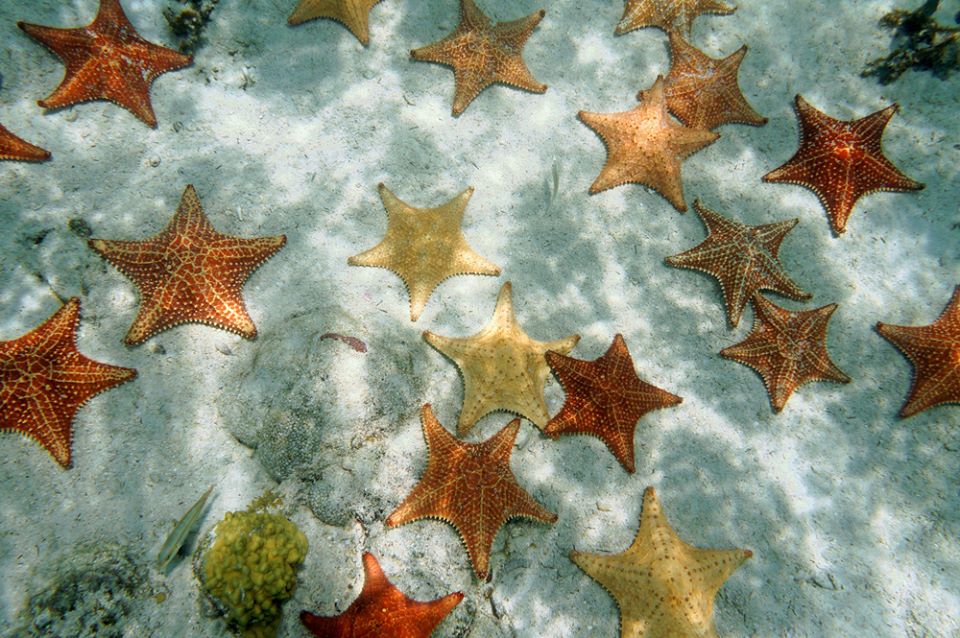 stelle marine bahamas