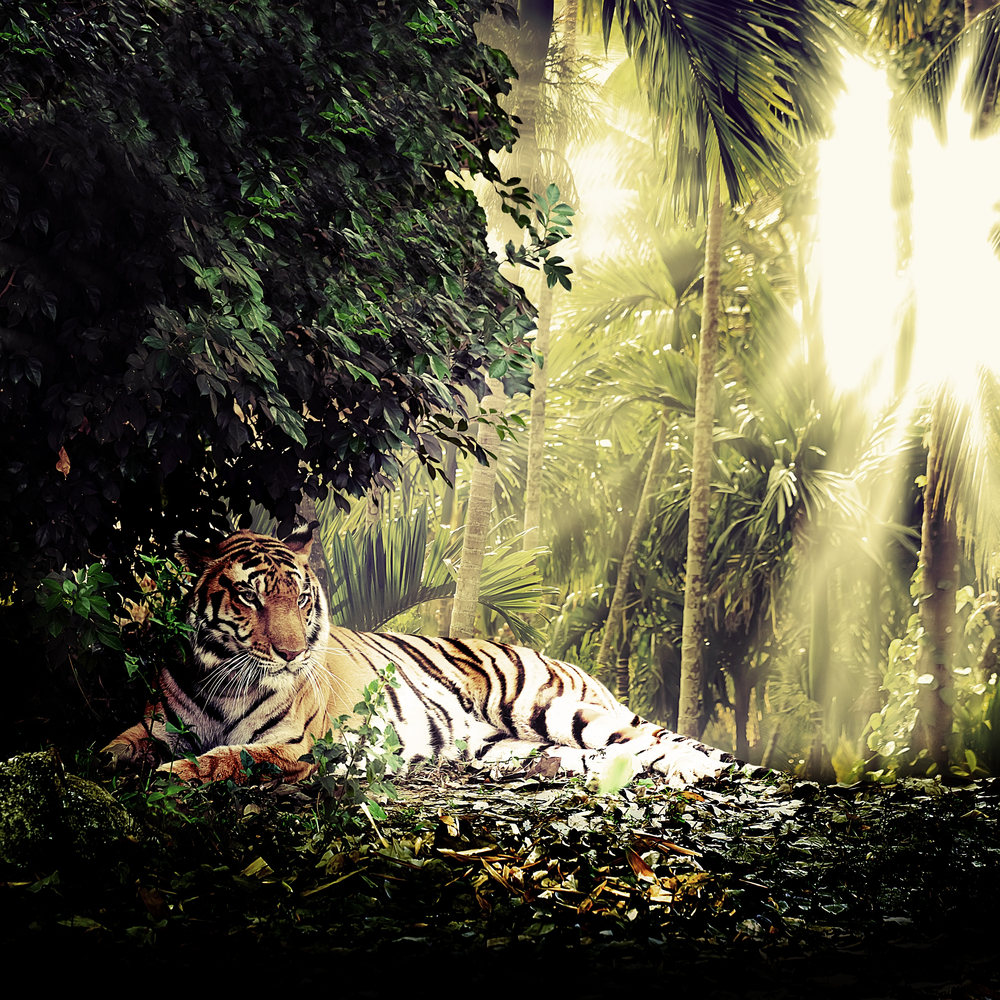 tigre malesia