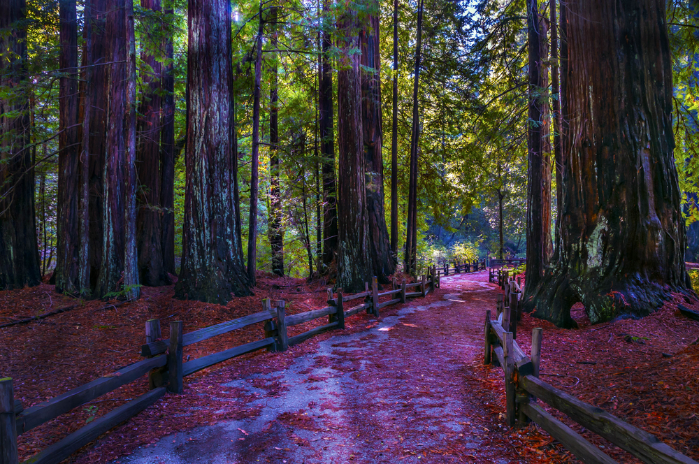 yosemety sequoia